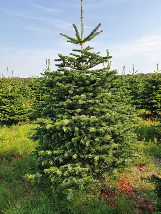 Świerk pospolity cięty 175-300 cm/ w donicy 80-175 cm/ TuChoinki.pl