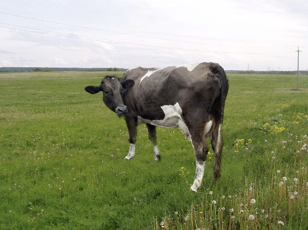 Молода корова після другого теляти