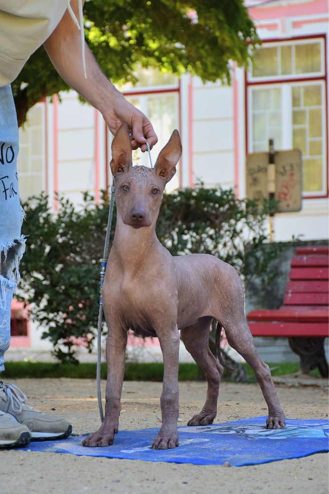 Cão Sem Pelo do Mexico (Standart)