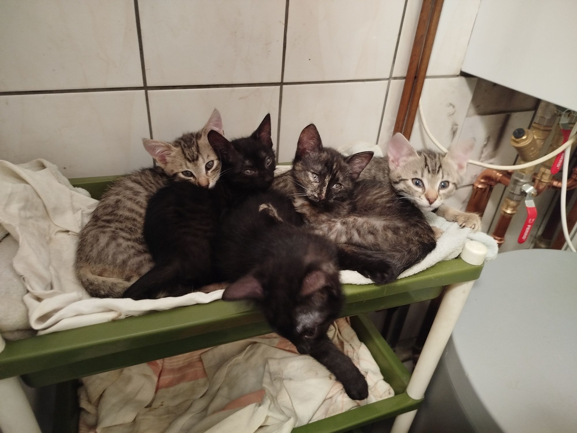 Pięć małych kotów do oddania