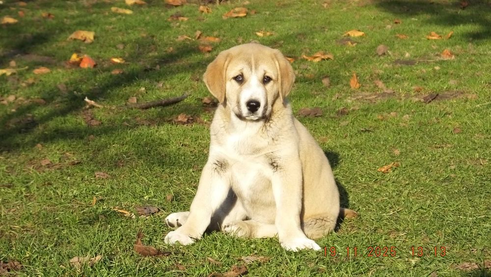 Owczarek Środkowoazjatycki suczka