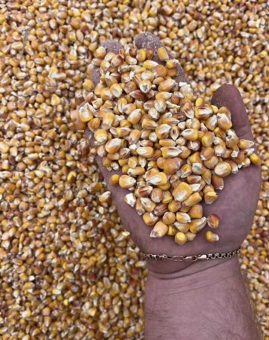 Кукурудза ціла та дробленна,пшениця