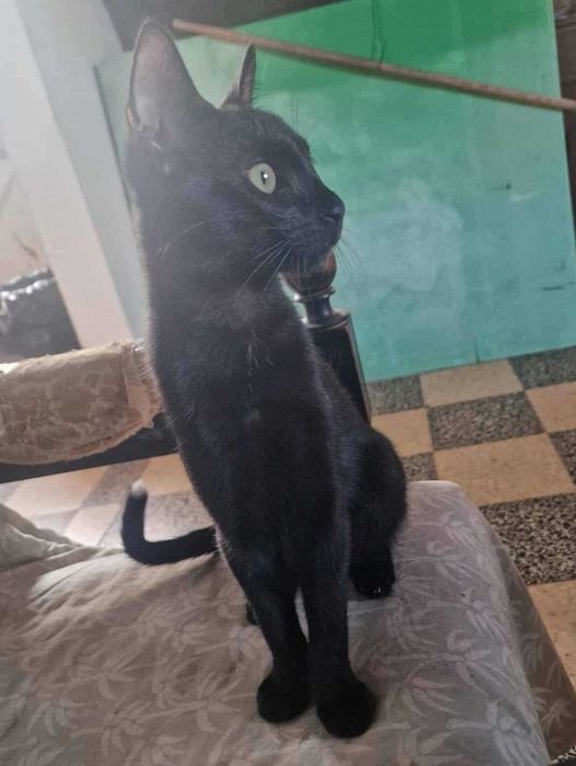 KAWASAKI (Macho, 5 Meses) Para Adoção