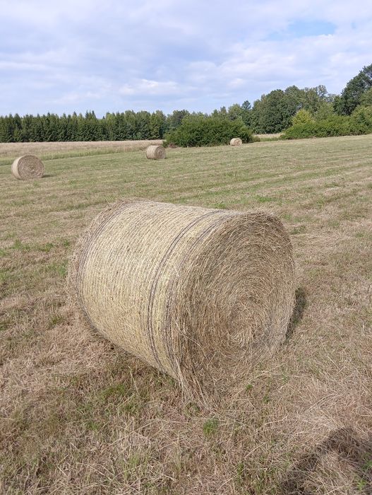 Siano po prasie pasowej