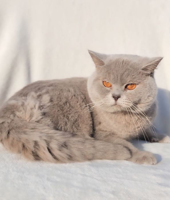 Дуже красивий британський хлопчик лілак