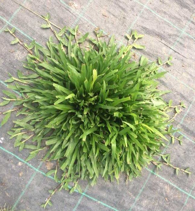 Serviços de jardinagem, Corte de Mato, Relva e Sebes — Gaia / Porto