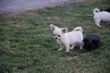 MINI Piesek chihuahua długowłosy Biały ZKwP FCI