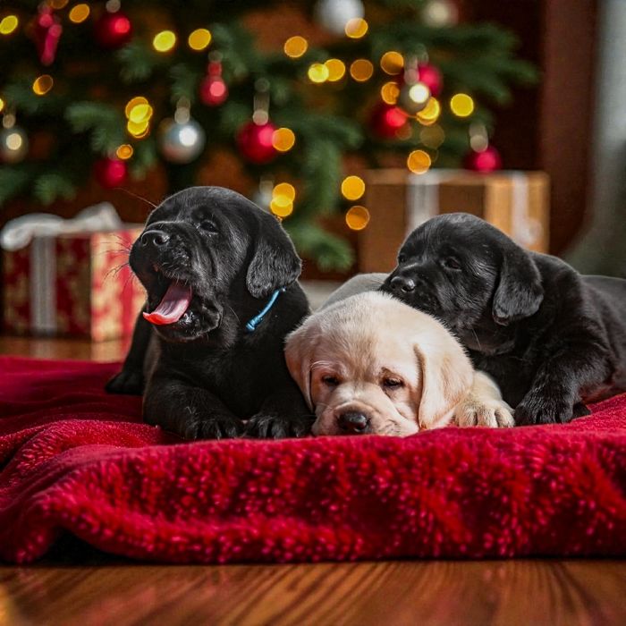 Цуценята лабрадора ретривера Резерв