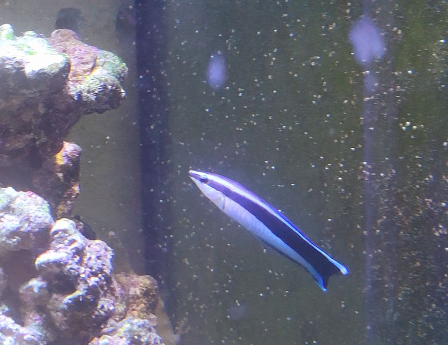 Labroides dimidiatus . Ryba doktorek . Akwarium morskie