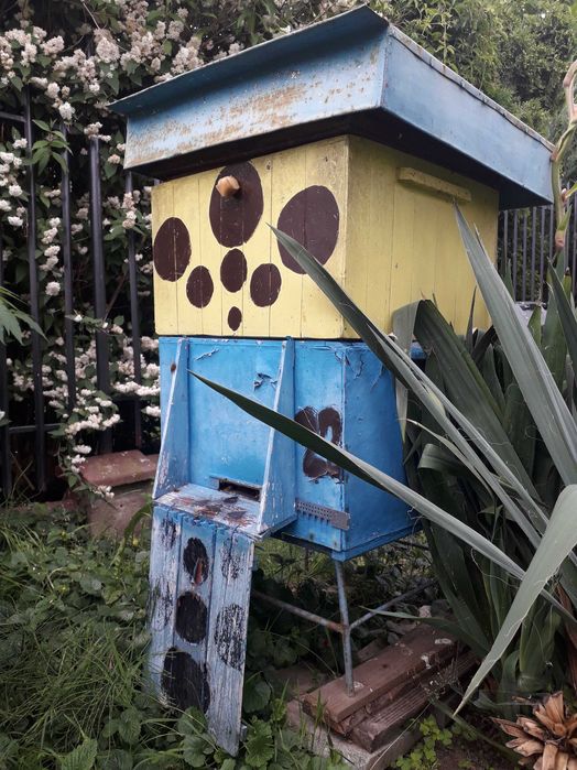 Pyszny i zdrowy naturalny miód pszczeli