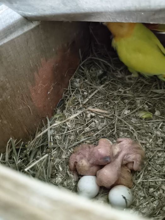 Caturras e roseicollis criar mão