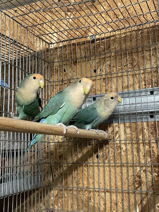 Agapornis Longfeather