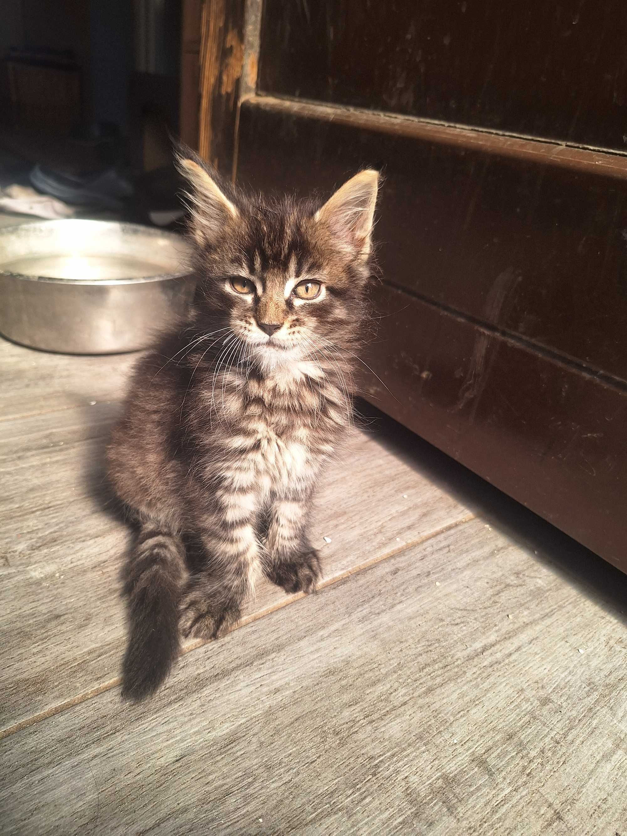 Kocurek Maine Coon czarny pręgowany Kordian Tigre Gato *PL