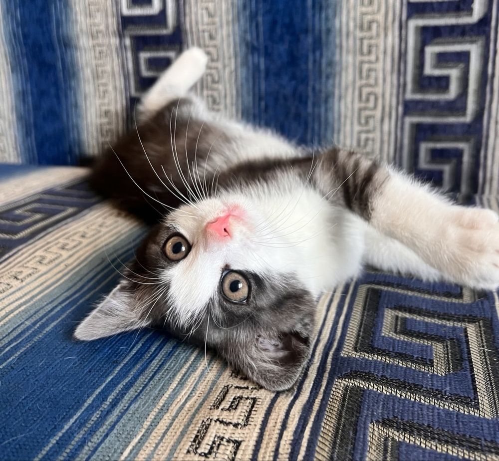Котик 2 місяці безкоштовно