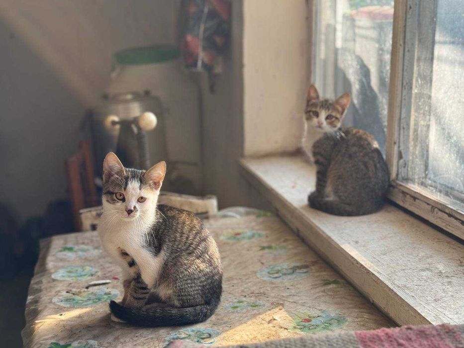 Кошенят в добрі руки