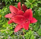 Lilia orientalna Red czerwona cebulka XL