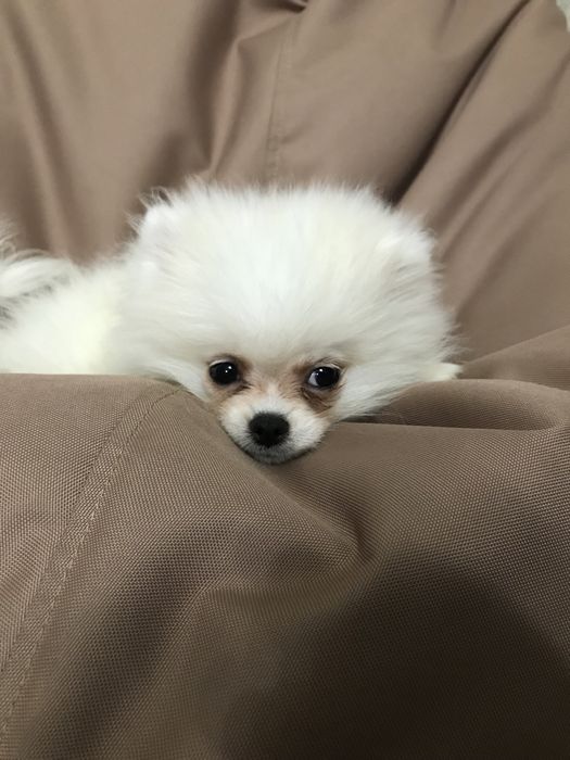 Мини померанский шпиц