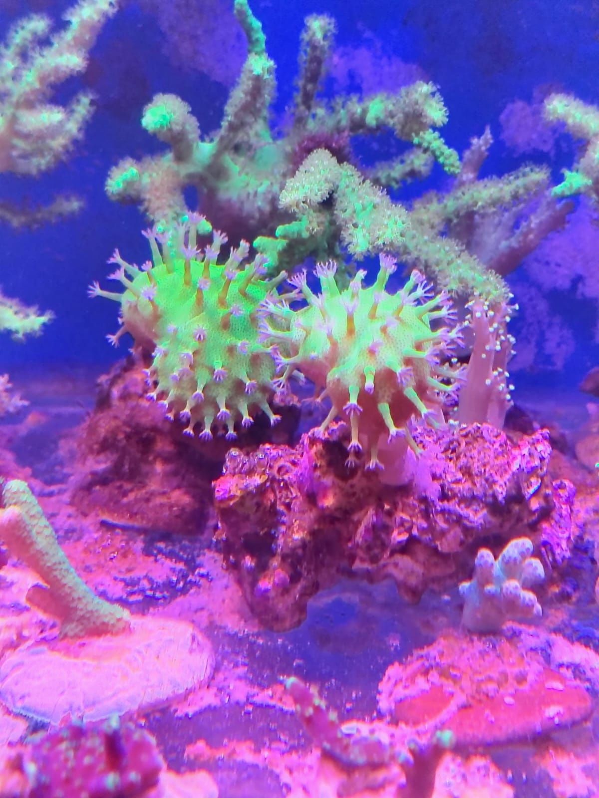 Akwarium morskie szczepienia sarcophyton fluo