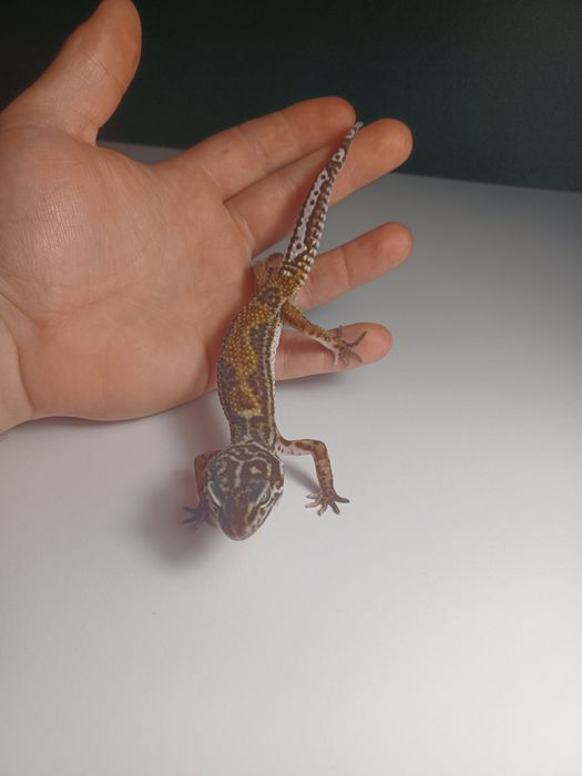 Gekon Lamparci Black Night Tangerine het Eclipse het Tangerine Samica