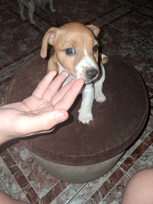 Продаются щенки джек рассел терьеры