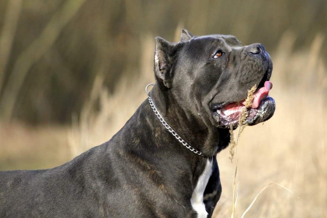 Cane Corso Italiano