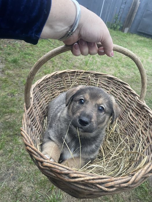 Цуценята, щенки, безкоштовно