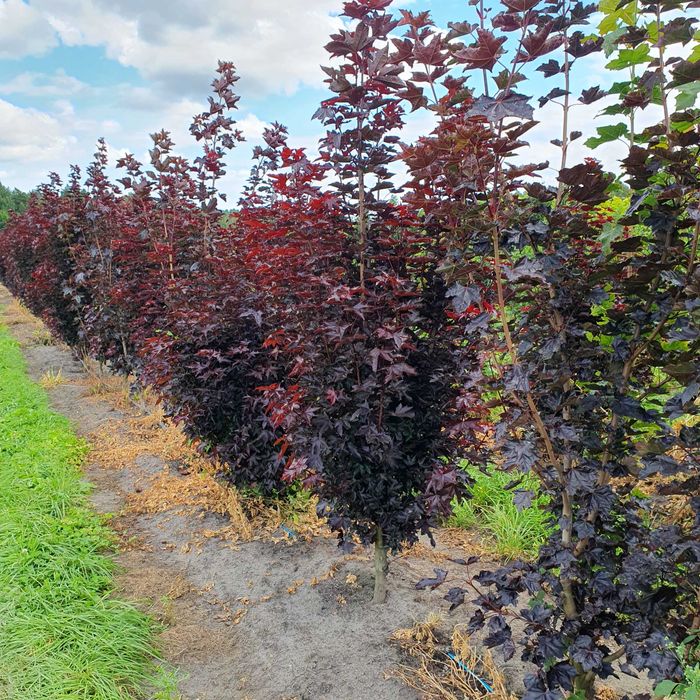 Duże drzewa alejowe-Śliwa wiśniowa Pissardi, Klon purpurowy ,Katalpa
