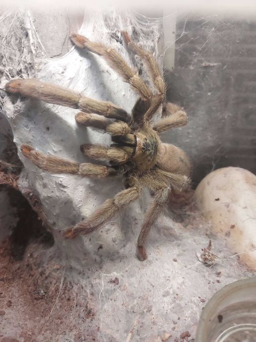 Ptasznik Pająk Psalmopoeus cambridgei samica 5 DC z terraraium