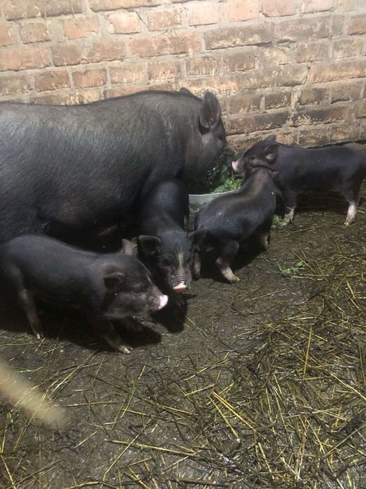 Вєтнамські поросята