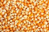 Пшениця  пшениця кукурудза Кукурудза чиста та суха можна зберігати в м