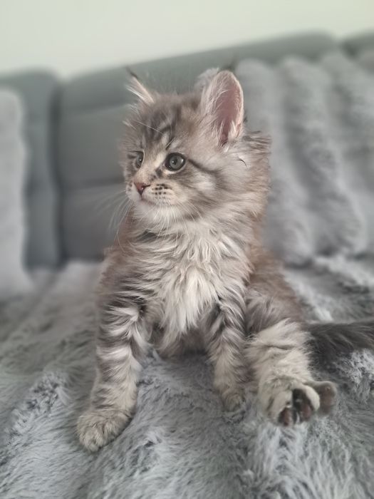 Śliczny kocurek Mentos