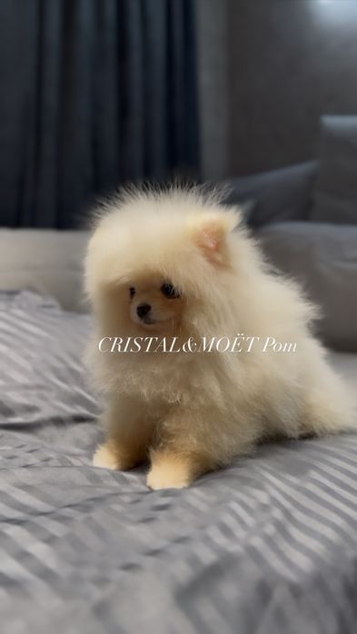 Мальчик померанский шпиц,экстрамини,тип мишка
