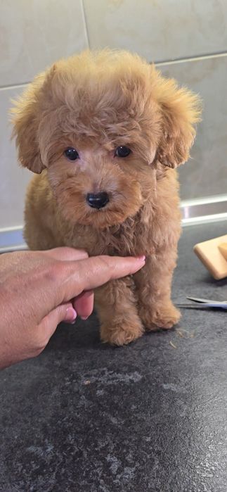 Дівчинка мальтипу міні