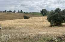Limpeza de terrenos