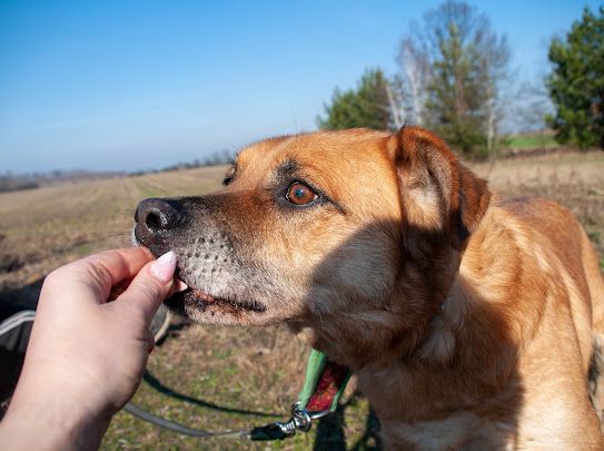 Misio-ORI nie potrzebuje wiele, tylko domu