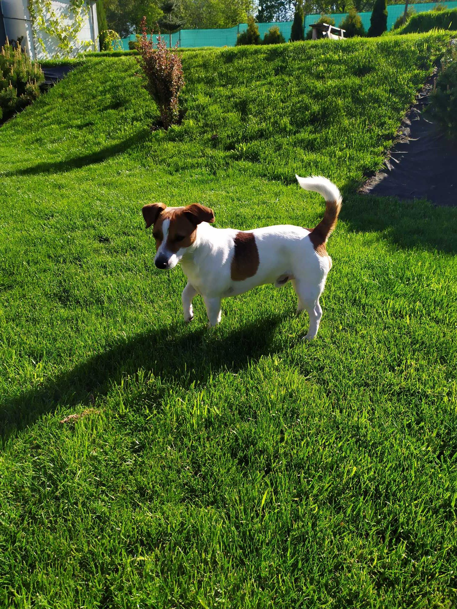 Reproduktor- Jack Russell Terrier , Krycie , JRT