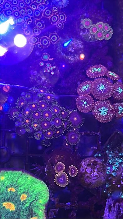 Corais zoanthus desde 15€