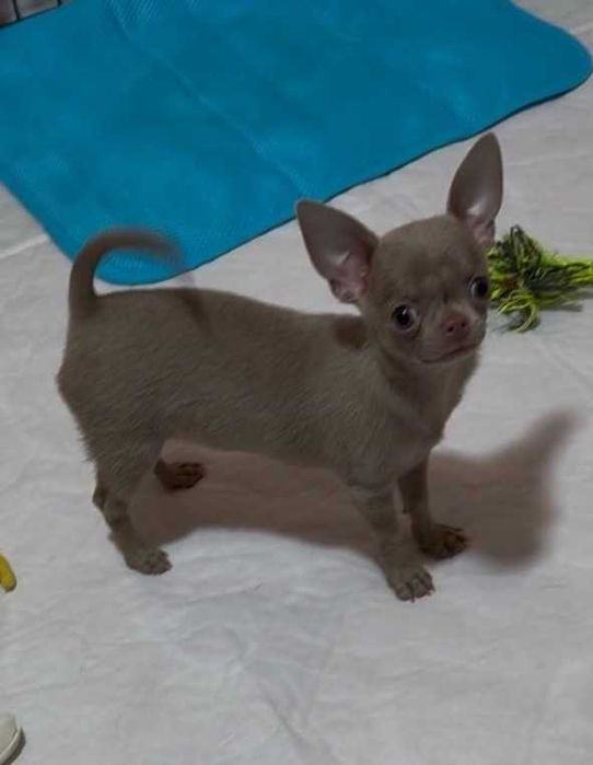 Красуня дівчинка - активна, весела, грайлива. Міні чихуахуа лілова.