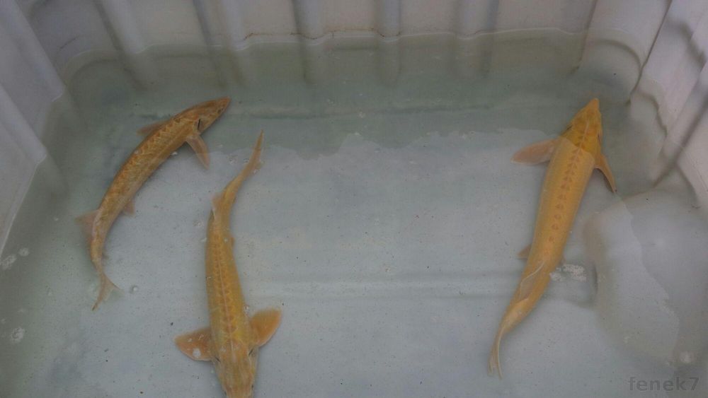 Jesiotr albinos.biały. rosyjski.sterlet 30-40cm