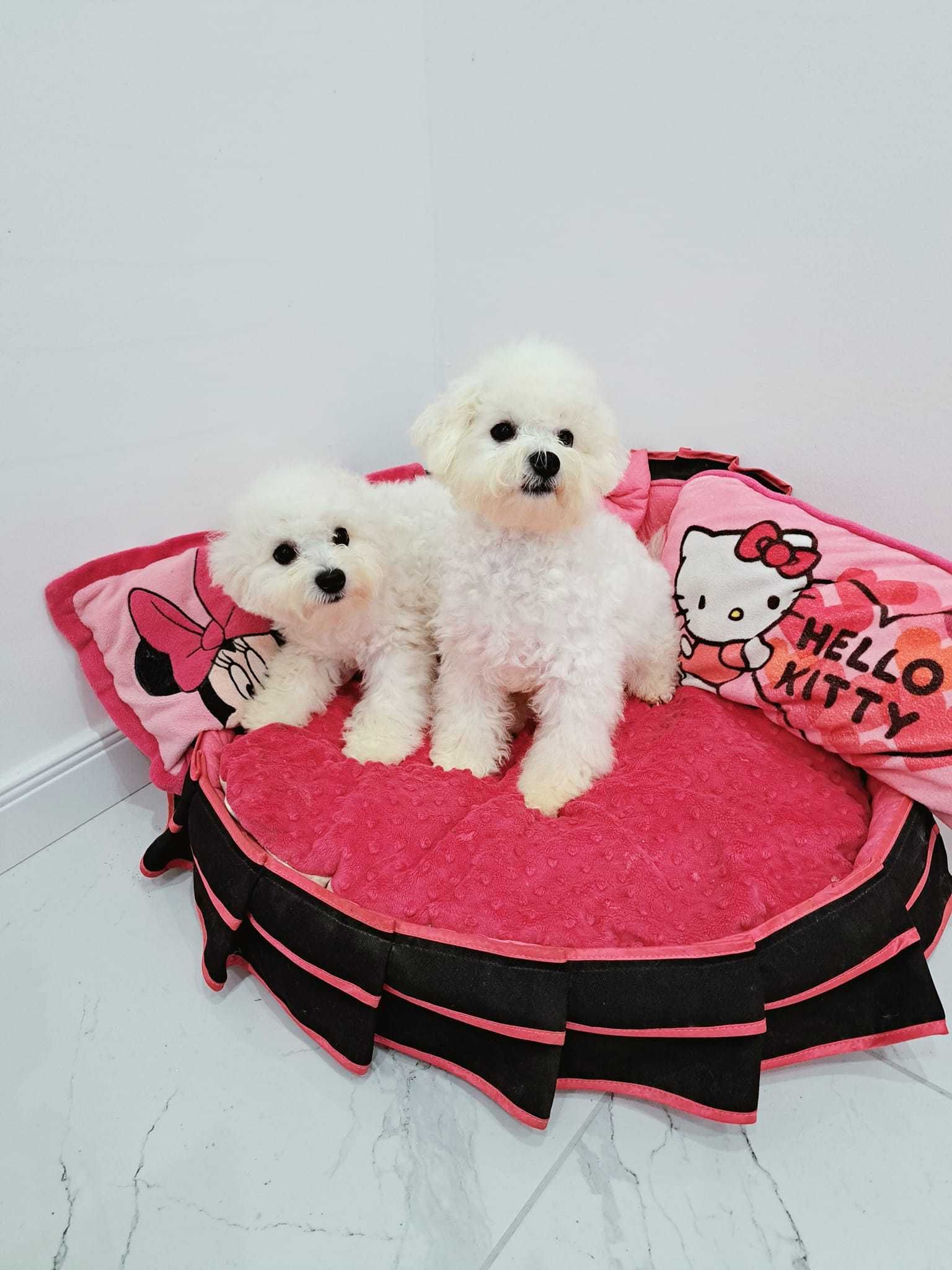 bichon frise suczka  z rodowodem FCI ,do odbioru
