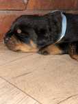Szczenie Rottweiler FCI