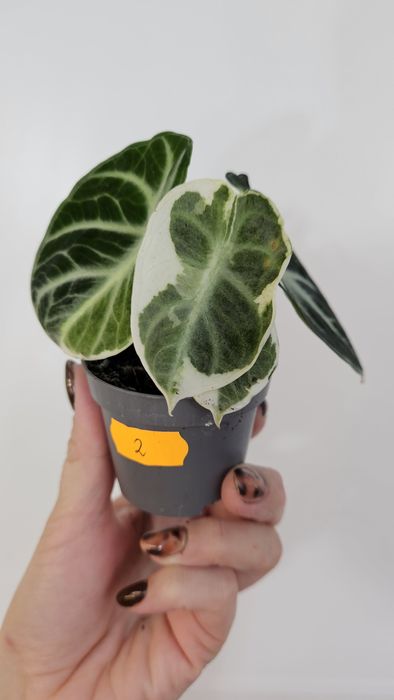 Alocasia ninja variegata alocasia
