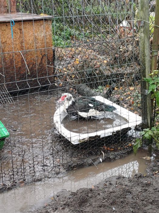 Sprzedam kaczora i kaczki