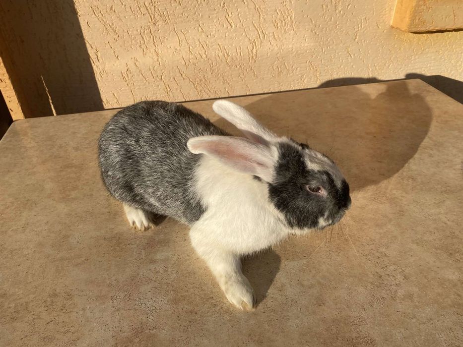 Продам кроликів