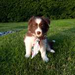 Border Collie - suczka