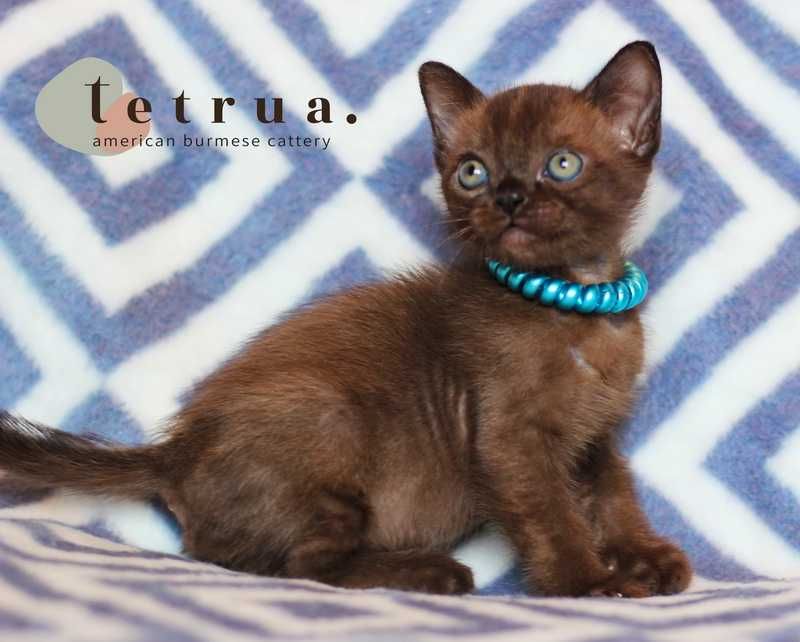 Американская бурма!!!