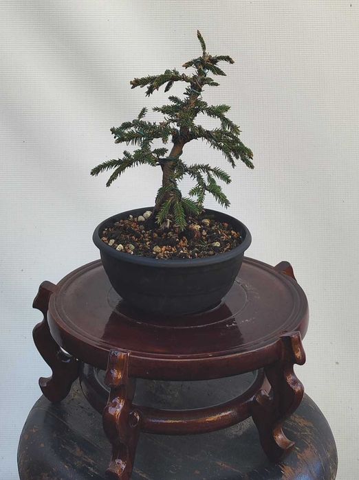 Pre Bonsai świerk gwiazdkowy