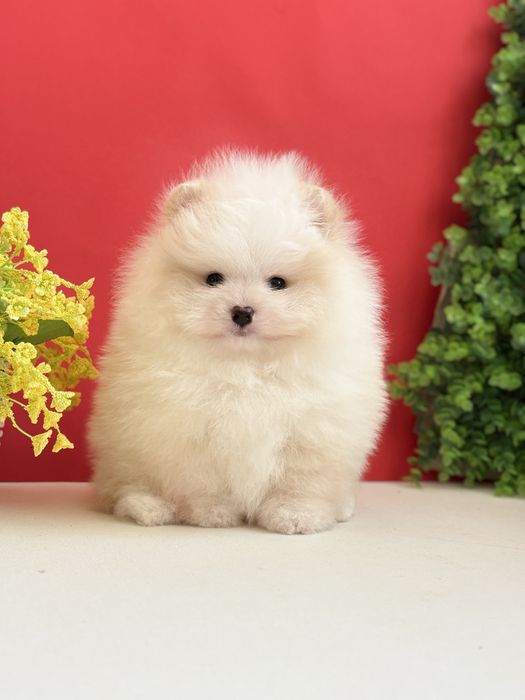 Ексклюзивний хлопчик шоу класу