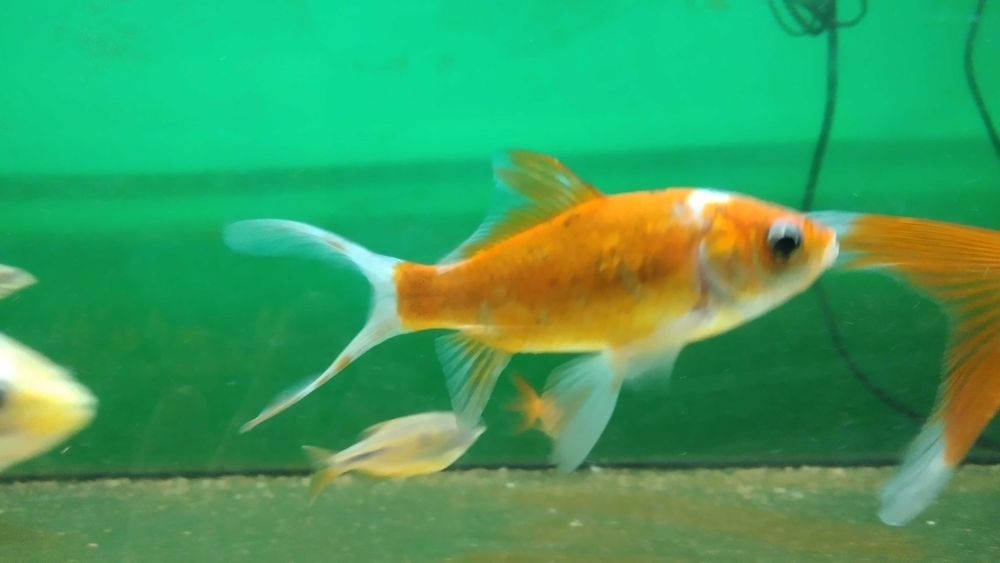 Karaś rybka do oczka wodnego w sklep zoologiczny Pawik.pl Strzyżów