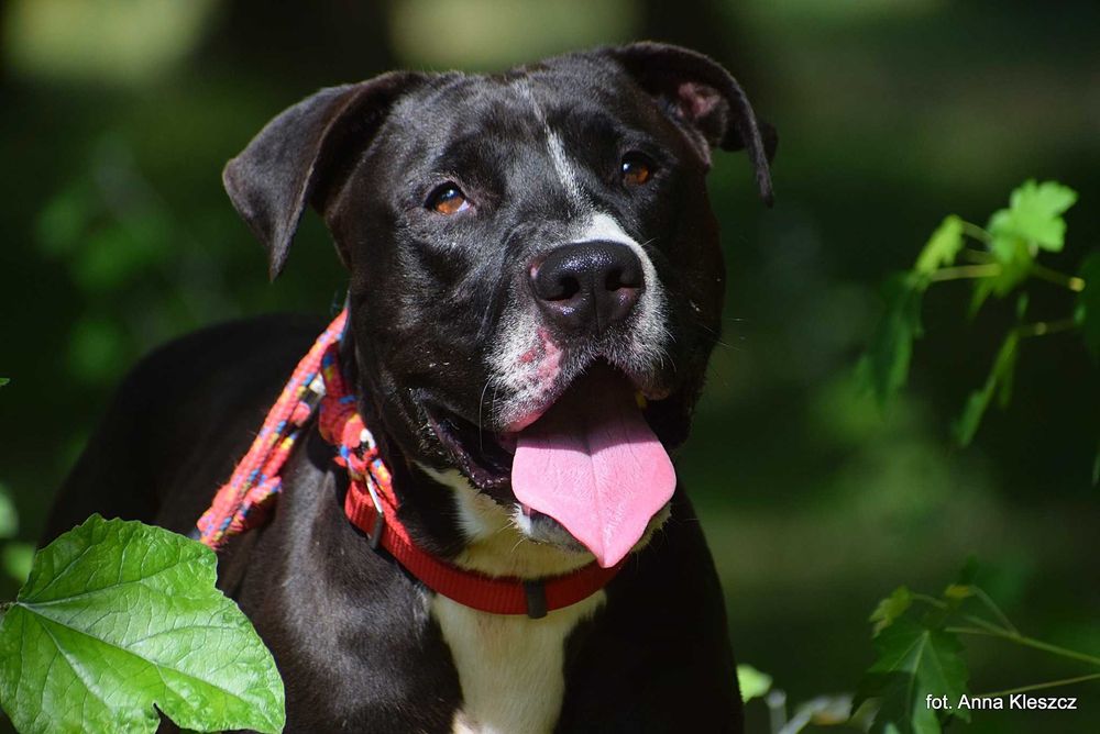 Mozart – energiczny amstaff, idealny towarzysz spacerów i biegania